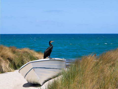 Kormoran auf Fischerboot zwischen D&uuml;nen am Strand