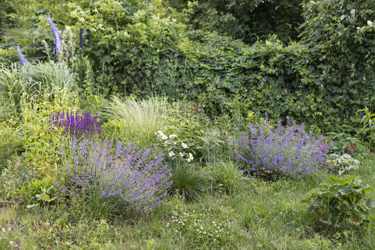 Wide shot of lush naturalistic cottage garden border with purple salvia, catmint, ornamental grass, yellow rose and delphinium growing freely among green foliage in summer daylight