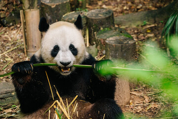 Obraz premium A giant panda sits amidst bamboo stalks, happily munching on a long piece of bamboo with its paws.