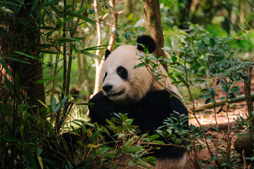 A panda sits amidst lush bamboo forest, partially hidden by green foliage, creating a serene and natural scene. © JX