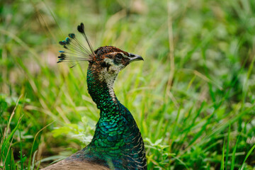 Obraz premium A vibrant peacock with a stunning, iridescent neck and tail feathers, set against a blurred green background.