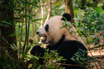 A black and white panda is nestled amongst bamboo and foliage, seemingly enjoying a meal in a dimly lit forest setting. © JX
