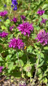 Hummel auf Indianernessel (Monarda didyma) in Zeitlupe | Hochformat - Langsame Flugbewegungen einer Hummel an den leuchtenden Bl&uuml;ten der Monarde (Monarda didyma) im warmen Sonnenlicht.