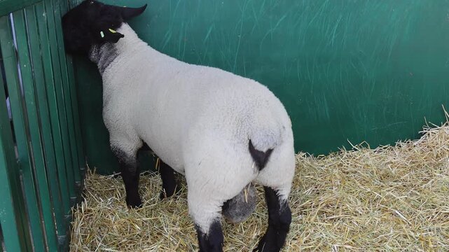 One Large Black Head Ram in Enclosure at Sheep Breed Farm