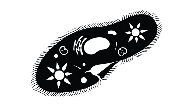 Microscopic paramecium caudatum vector illustration, biological protozoa cell anatomy, black and white unicellular organism icon for science education