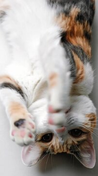 Playful calico cat stretches and rolls on a soft surface, showcasing its unique coat pattern and playful expressions, inviting viewers into its adorable world.
