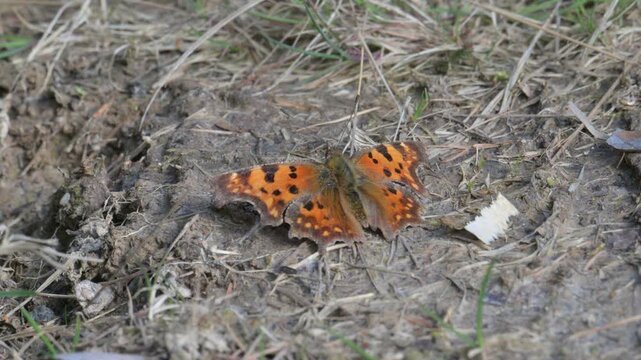 comma butterfly (Polygonia c-album) on the ground
