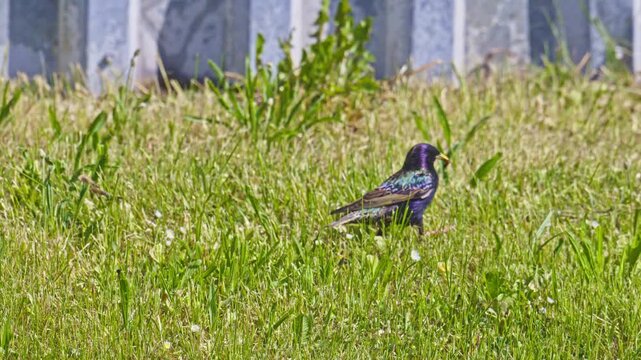 common European starling (Sturnus vulgaris) walking in grass searching for food