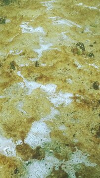 Sandy seabed covered with golden-brown slimy plaque and whitish patches that look like white mould, gas bubble rises from under sand. Biofilm of microorganisms on sand, diatoms microalgae colony.