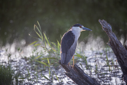 Night heron in the refuge