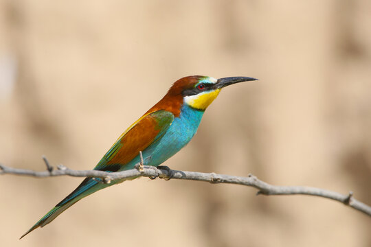 Close-up of a European Bee-eater (Merops apiaster) on a twig against a beautiful blurred background.