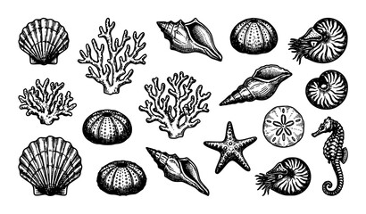 Vintage Sea Life Icon Collection Featuring Detailed Hand Drawn Engravings of Seashells Sea Urchins Starfish Seahorses Coral Reef Branches and Nautiluses Vector Graphics © Hosneara