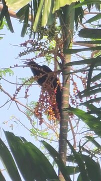 Black male Asian koel eating betel nut palm fruits on a tree.