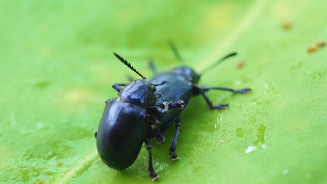 Extreme close-up macro footage of two shiny blue-black beetles mating on a green leaf in their natural habitat.
