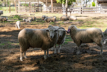 Fototapeta premium Flock of Domestic Sheep and Lambs in Rural Farm Pen Under Sunlight