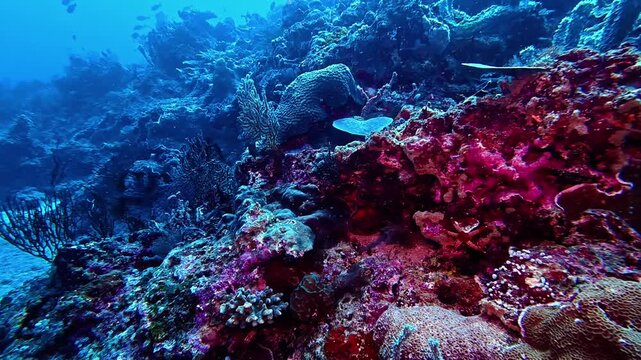 Colorful gorgonian sea fans, sponges, and hard corals thrive on the vibrant reef at Bali, Gili Islands. The dramatic underwater landscape is filled with shapes, colors, and diverse marine life.