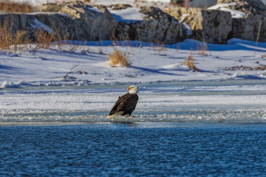 The Bald eagle (Haliaeetus leucocephalus) on a frozen Manitowoc River