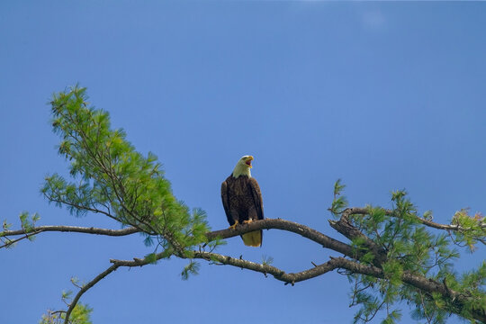 Female American Bald Eagle sitting near nest