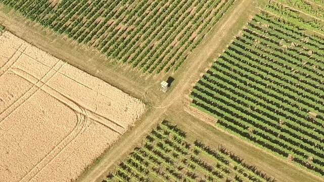 Aerial view vineyard wheat fields Alsace countryside rural landscape agriculture