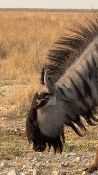 Wildebeest grazing in the wild, Etosha National Park, Namibia, zoom in shot.