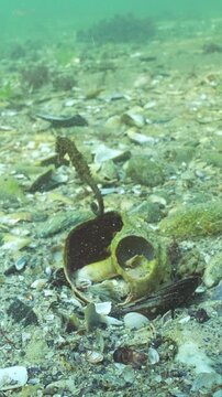 Seahorse fish swims out from inside large seashell of Veined rapa whelk (Rapana venosa) and swims away, Tentacled blenny (Parablennius tentacularis) takes an interest in vacated housing