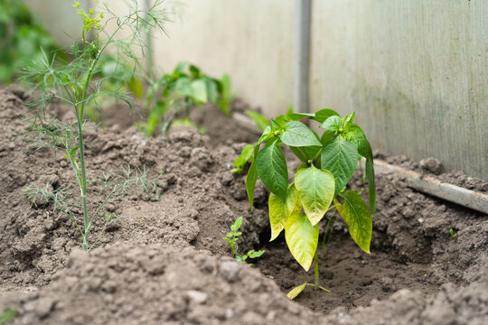 Capsicum plant growing in soil inside greenhouse during vegetative stage  