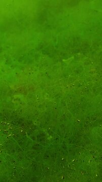 Close-up of Cladophora Green Alga and Sea Gutweed, Ulva with small mollusks on them. Natural underwater background of seaweed illuminated by sunlight