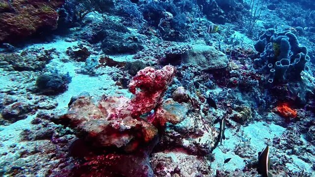 Vivid butterflyfish and coral reef fish explore sandy crevices and sponges at Bali, Gili Islands. The stunning marine scenery and biodiversity make it a favorite diving destination.