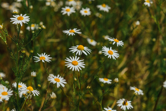 Beautiful White Daisy Flowers Blooming in Meadow on a Sunny Day