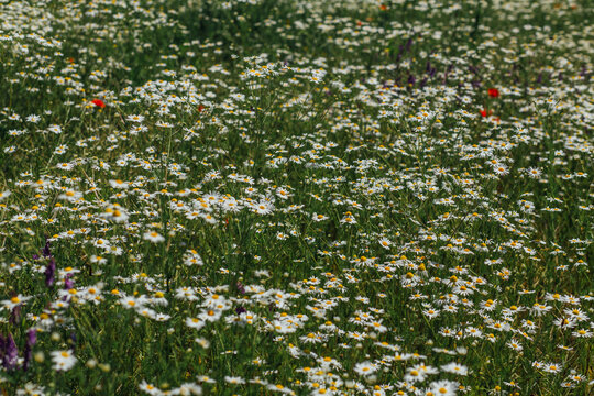 Chamomile Flowers Field Background, Natural Daisy Flower Texture