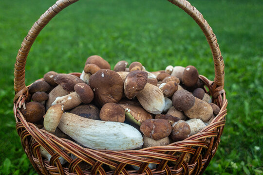 Basket with porcini mushrooms on a beautiful lawn