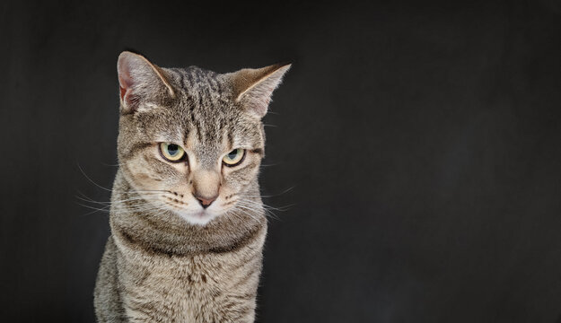 Tabby cat on black background. Front view. Head shot of gray tabby cat with confident or thinking body language. Female short hair, ticked pattern. Copy space. Selective focus.