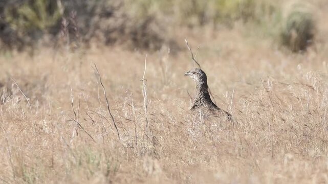 A female greater sage-grouse (Centrocercus urophasianus) stands alert in deep dry grass in the high desert of Lassen County, California, in slow motion.
