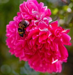 Hummel sammelt Nektar in einer Blüte © infra2808
