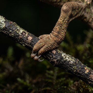Macro detail of chameleon zygodactyl foot with opposing fused toes gripping twig