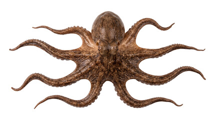 Large brown octopus with long tentacles and suction cups isolated on transparent background png realistic aquatic. © Isolated_png