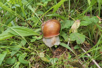 Detailed macro view of a Roman snail surrounded by moss, fresh grass and woodland vegetation. Natural wildlife scene showing a land mollusk in a healthy forest ecosystem. © Olha