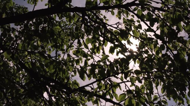 Sunlight filters through tree leaves in a natural setting during the day in a park