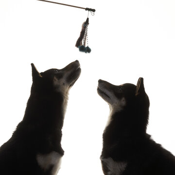 Two black Shiba Inu dogs look upward toward a hanging toy during a studio session. The image captures attention, play, and curiosity.