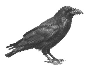 Fototapeta premium Unique raven crow bird presenting wildlife dark animal styles for background spiral line art and halftone creative visual concepts.