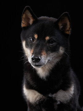 A black Shiba Inu looks directly toward the camera in a minimal dark studio portrait. Soft light emphasizes detailed fur and attentive eyes.