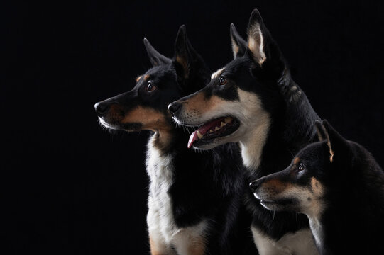 dogs Shiba Inu relax together in a dark studio portrait with elegant lighting. The composition creates a calm and harmonious pet scene.