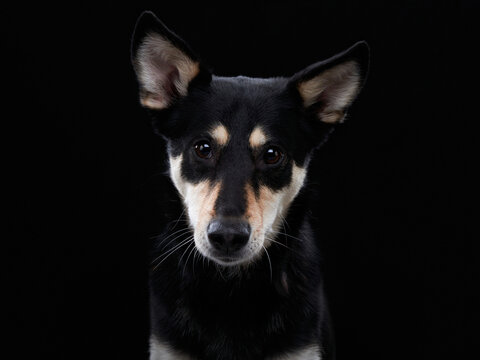 A black Shiba Inu looks directly toward the camera in a minimal dark studio portrait. Soft light emphasizes detailed fur and attentive eyes.