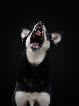 A black Shiba Inu opens its mouth in a spontaneous yawning moment against a dark studio background. Soft directional lighting highlights expression and creates an elegant pet portrait.