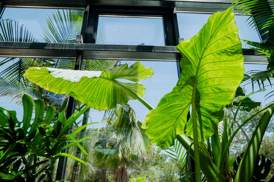 Massive alocasia macrorrhizos elephant ear leaves basking in bright sunlight inside a modern glasshouse conservatory, biophilic architecture concept