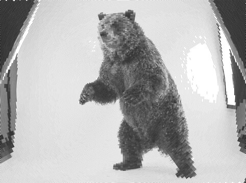 A striking standing bear grizzly showcasing wild animal wildlife, ideal for background spiral line art and halftone graphic layouts.