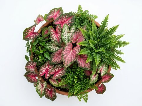 Top view of a beautiful colorful caladium and green fern plant arrangement in a terracotta pot for indoor home garden decoration isolated on white background