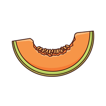 Fresh Cantaloupe Melon Slice Vector Illustration