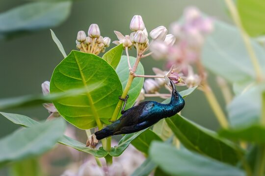 The Purple Sunbird (Cinnyris asiaticus) is a tiny, highly active nectar-feeding bird native to South Asia. Because of their curved beaks and acrobatic foraging, they are vital pollinators.