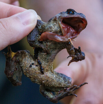 cadavre de grenouille verte langue pendante